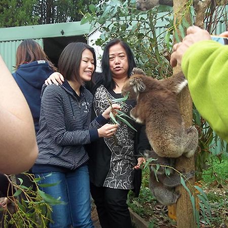 Fauna Australia Wildlife Retreat Lavers Hill Esterno foto