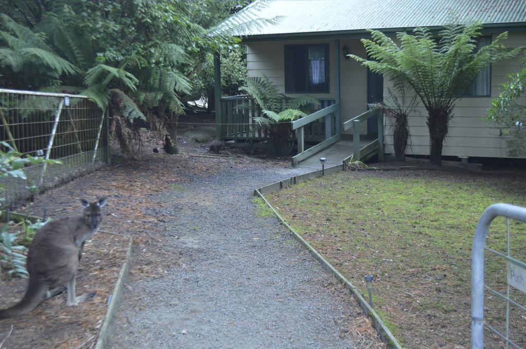 Fauna Australia Wildlife Retreat Lavers Hill Esterno foto