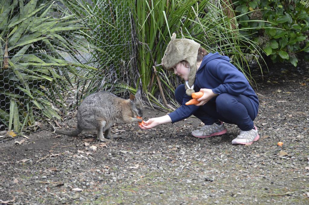 Fauna Australia Wildlife Retreat Lavers Hill Esterno foto