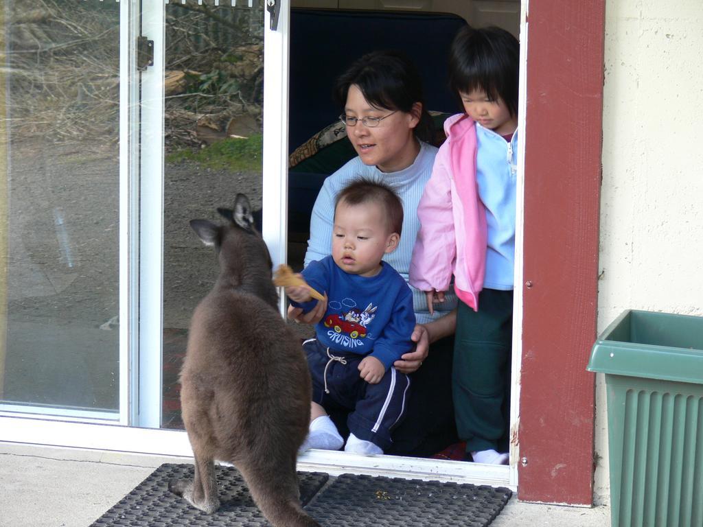 Fauna Australia Wildlife Retreat Lavers Hill Esterno foto