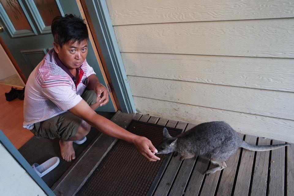 Fauna Australia Wildlife Retreat Lavers Hill Esterno foto