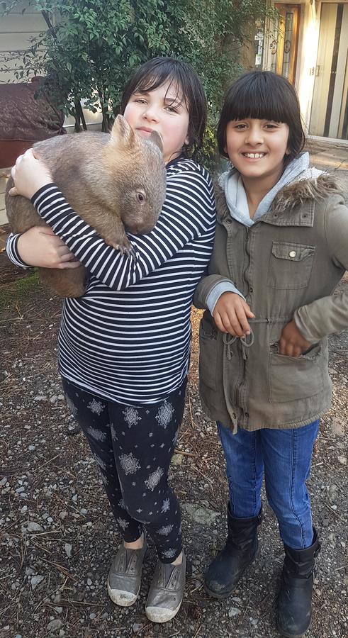 Fauna Australia Wildlife Retreat Lavers Hill Esterno foto