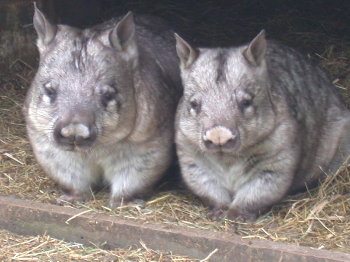 Fauna Australia Wildlife Retreat Lavers Hill Esterno foto