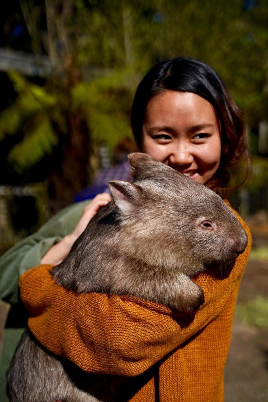 Fauna Australia Wildlife Retreat Lavers Hill Esterno foto