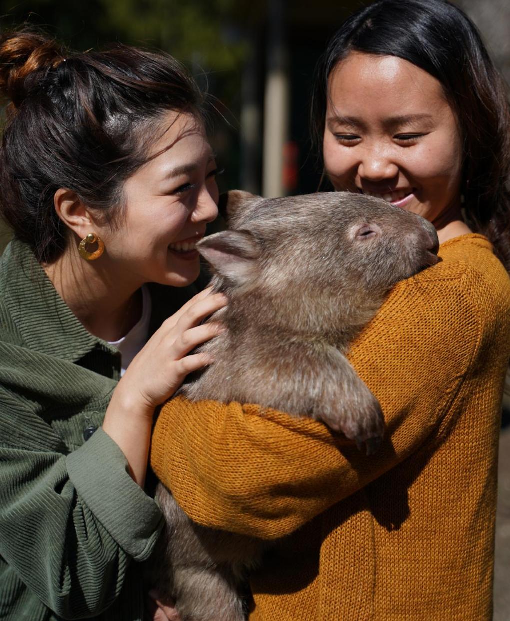 Fauna Australia Wildlife Retreat Lavers Hill Esterno foto