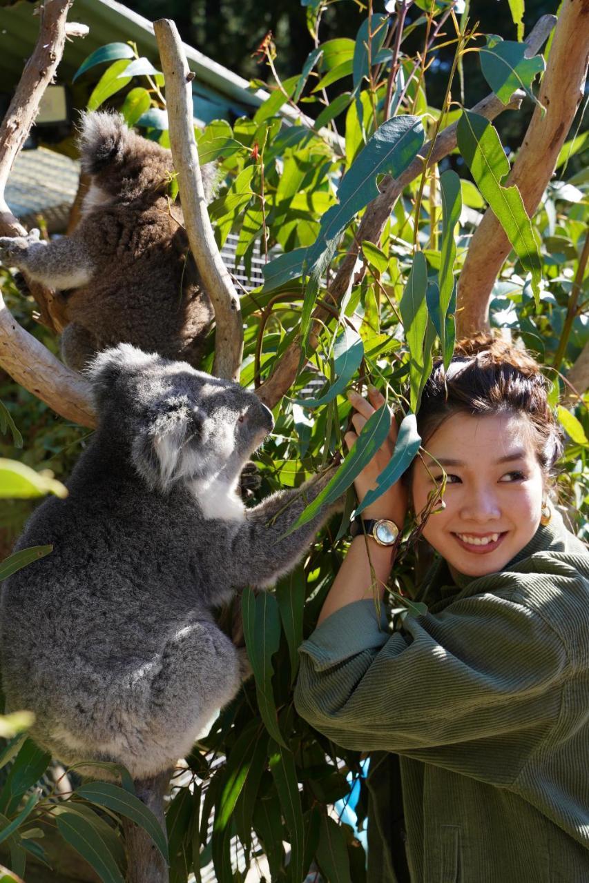 Fauna Australia Wildlife Retreat Lavers Hill Esterno foto